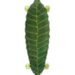 The leaf board