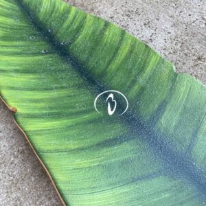 Bohanel Boards leaf board with shark wheel limited edition